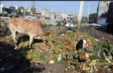 Illegal Dumping